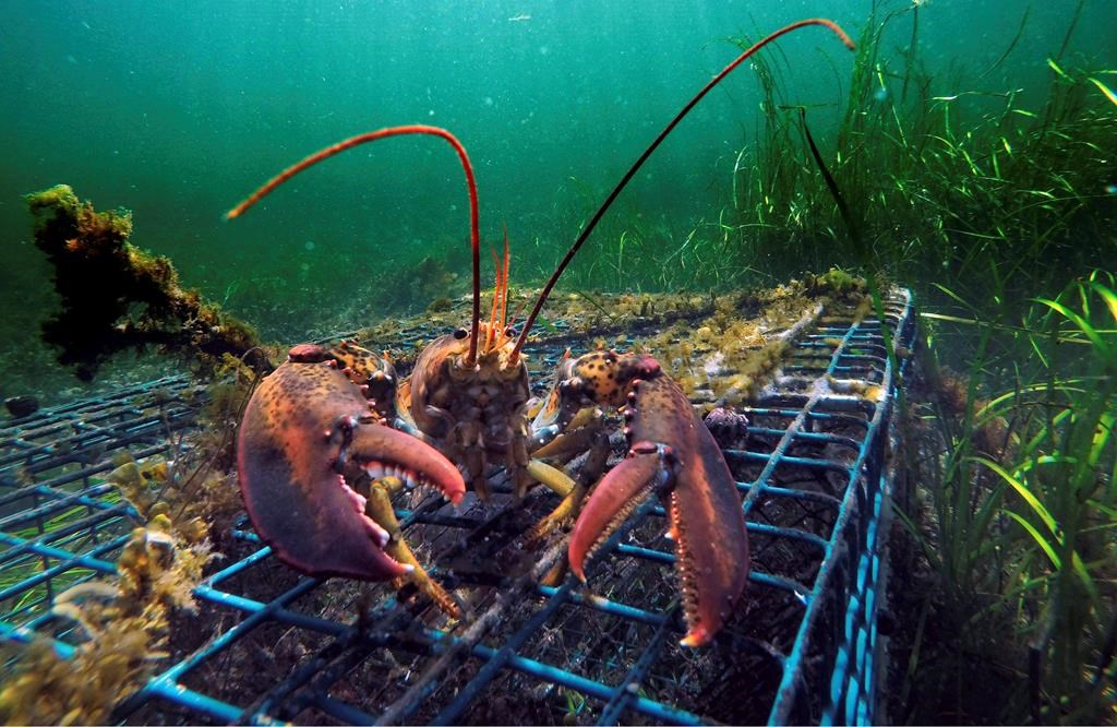 C'est parti pour la saison de la pêche au homard en Gaspésie