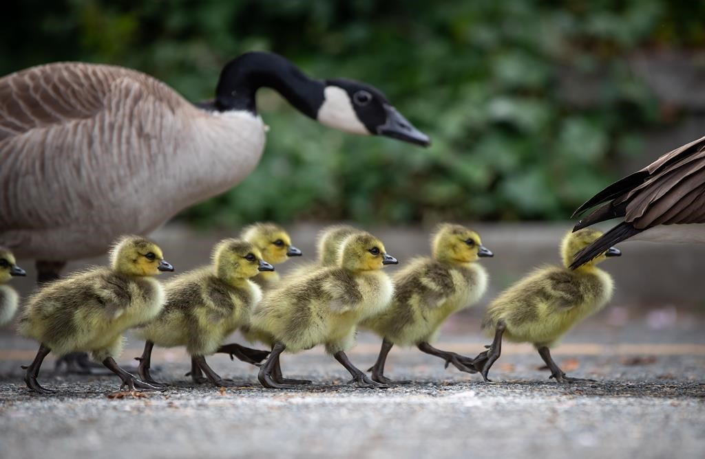 Un chien est mort après avoir contracté la grippe aviaire au Canada
