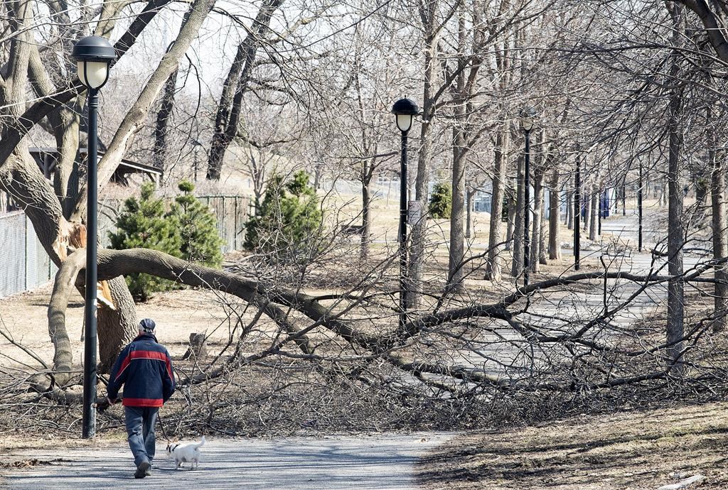 Tempête du verglas: plus de 4500 branches et 900 arbres tombés signalés à Montréal
