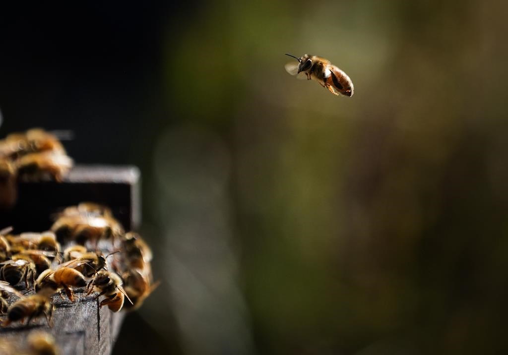 Les abeilles mellifères menaceraient les abeilles sauvages