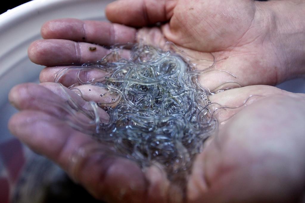 La décision de fermer prématurément la pêche aux anguilles est contestée au tribunal