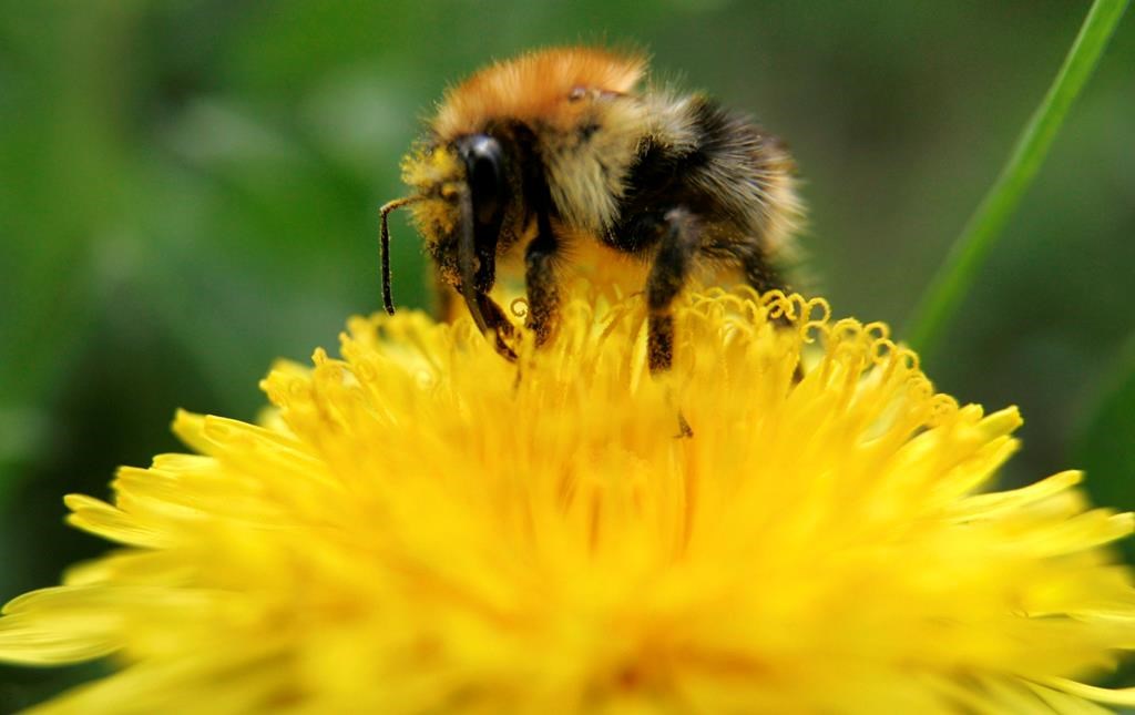 Québec: retour du Défi pissenlits pour favoriser l'essor des insectes pollinisateurs