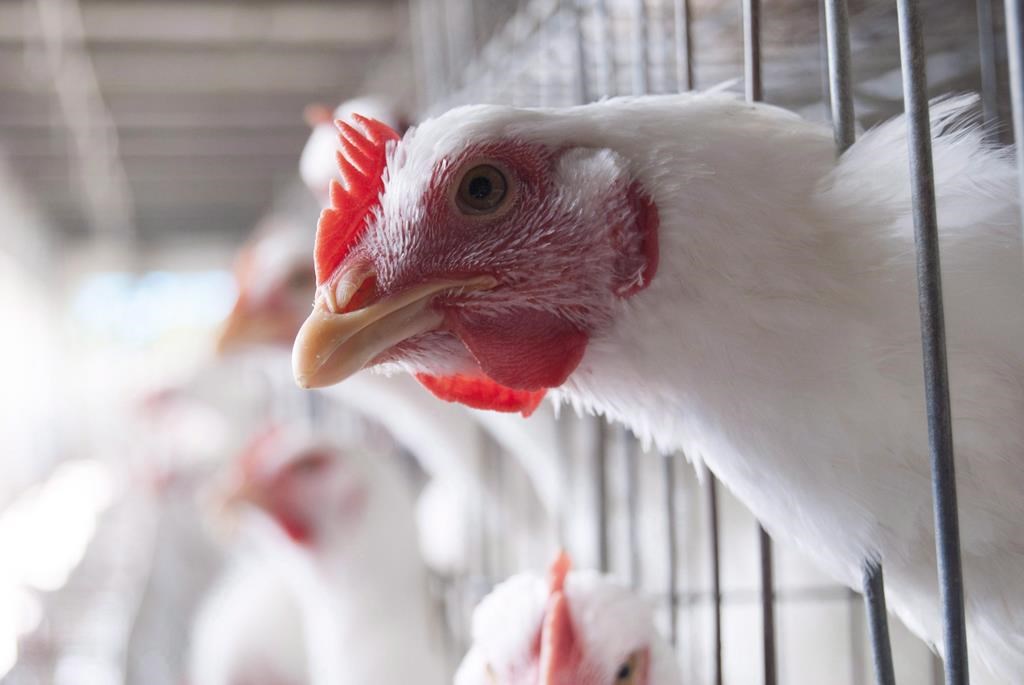Les cas de grippe aviaire sont plus nombreux que prévu au Québec