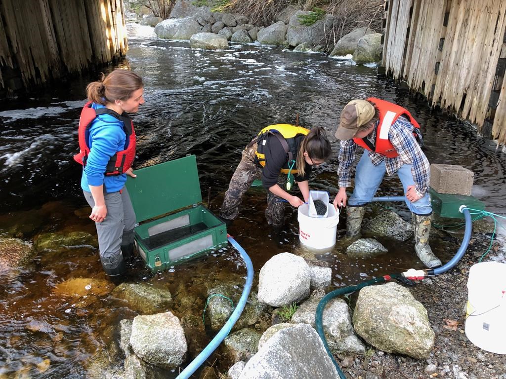 Une étude abandonnée en raison de la pêche à l'anguille sans permis en N.-É.