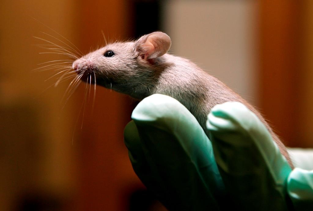 Des cellules souches totipotentes créées en laboratoire