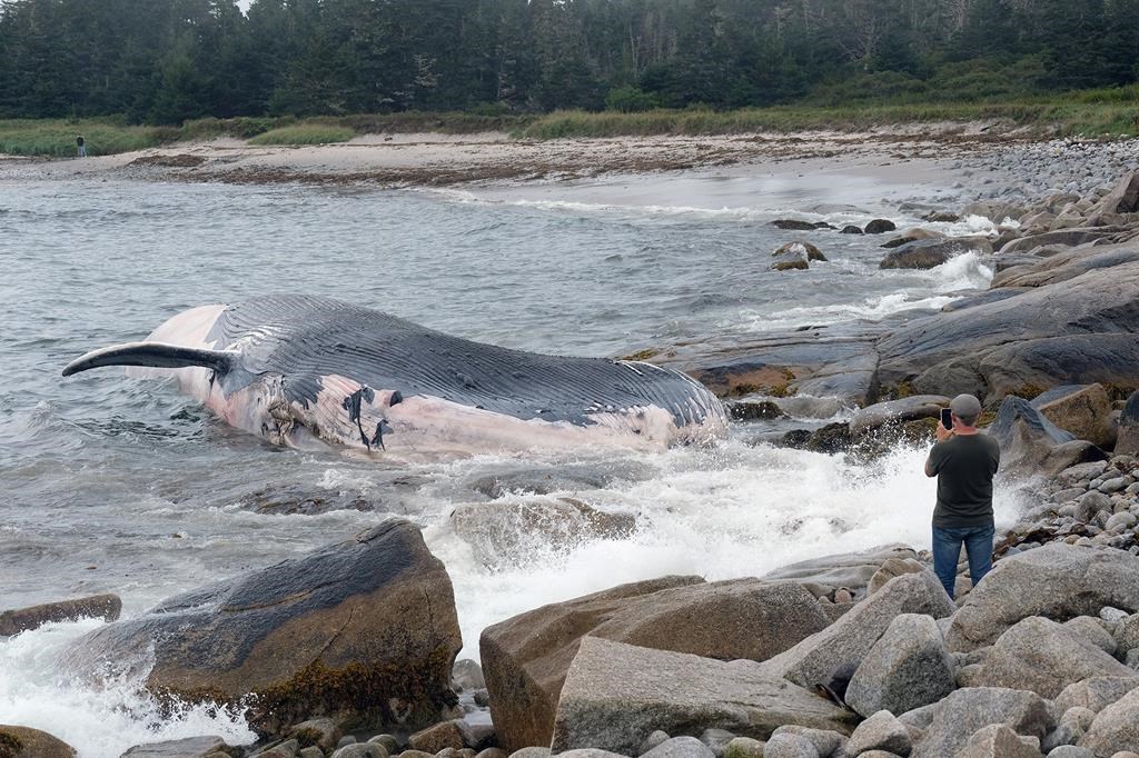 Intelligence artificielle: l'entreprise de Montréal Whale Seeker choisie par l'UNESCO
