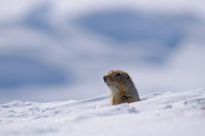 L'hibernation des écureuils arctiques affectée par la hausse des températures
