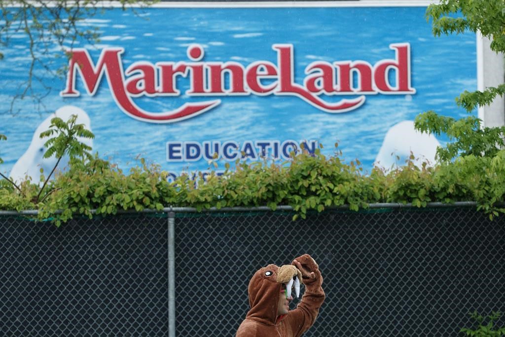 L'Ontario porte des accusations contre Marineland pour son traitement des ours noirs