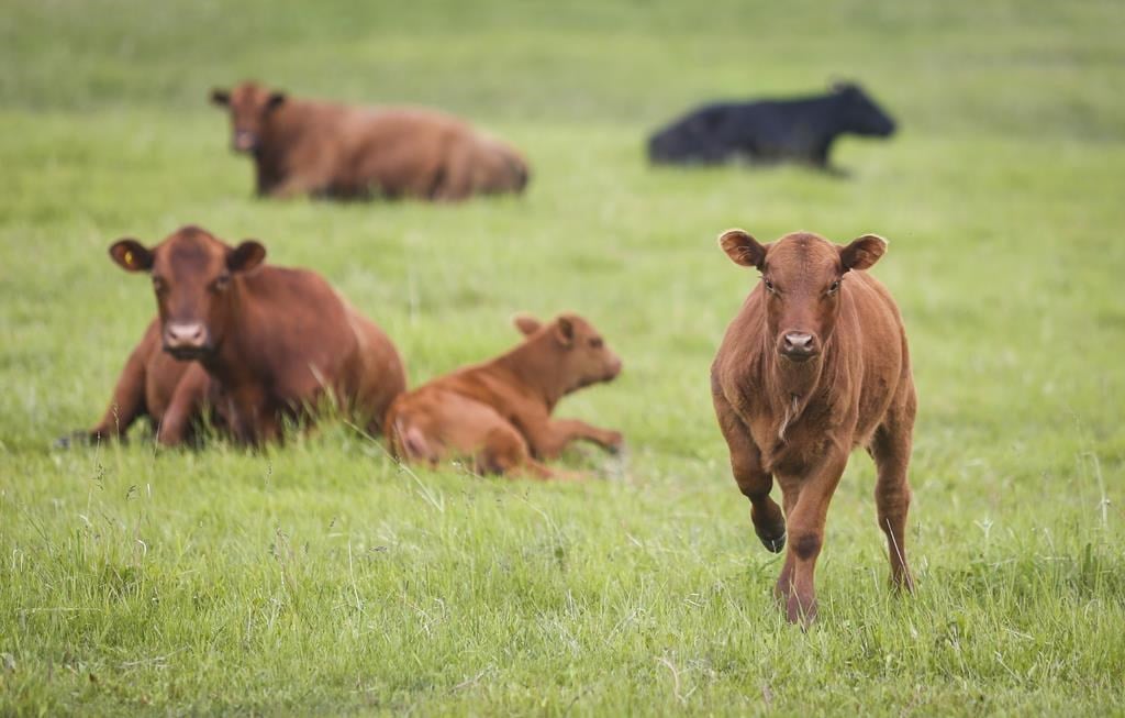 Des bovins saisis dans la ferme propriétaire des vaches fugitives en Mauricie