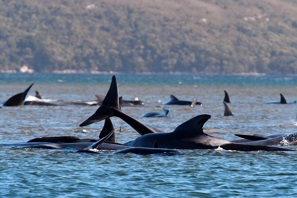 Les nécropsies sur huit baleines échouées en N.-É. indiquent qu'elles étaient saines