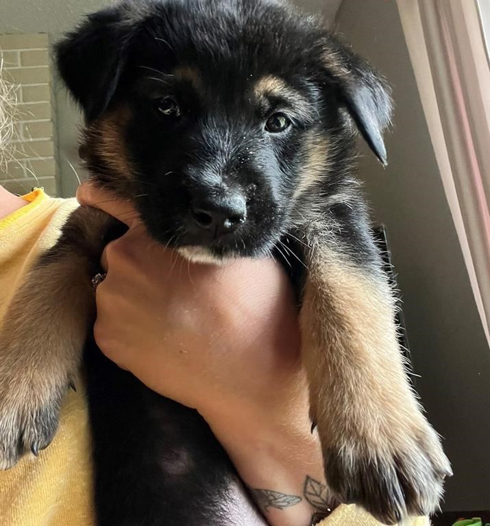 La GRC de Nanaimo, en C.-B., enquête sur un vol de chiots bergers allemands