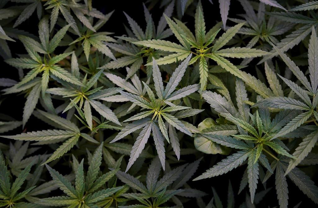 Nouvelle molécule pour contrer la dépendance au cannabis