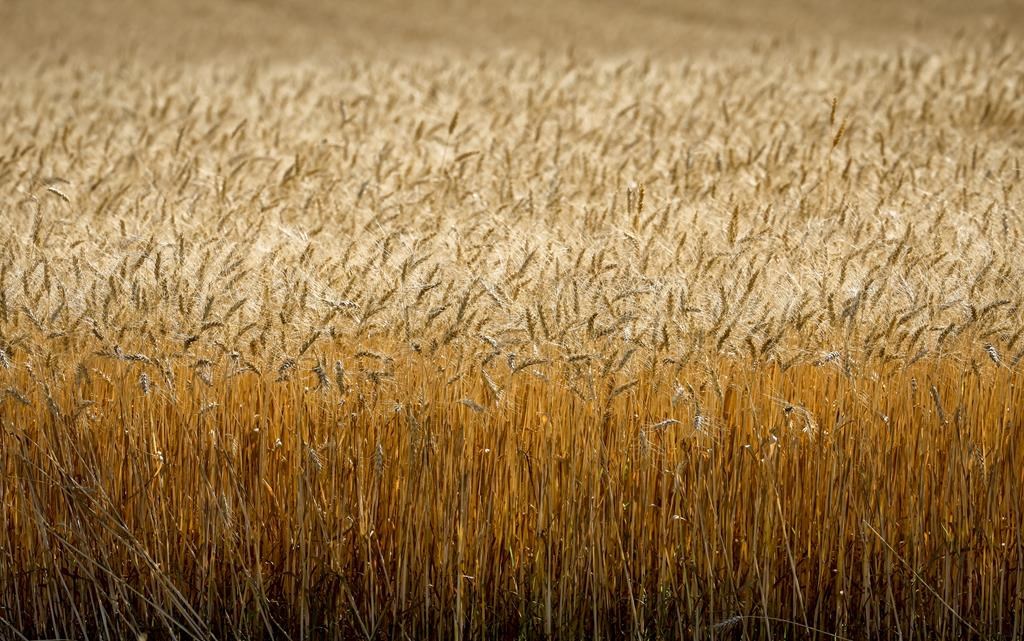 Le Canada pressé de produire plus d'aliments et protéger les terres cultivées