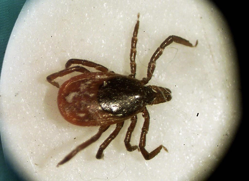 INSPQ: rebond des cas de maladie de Lyme au Québec en 2021 après un recul en 2020