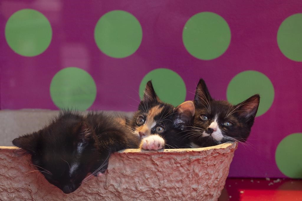 Animaux en logement: la SPCA de Montréal se tourne vers le tribunal
