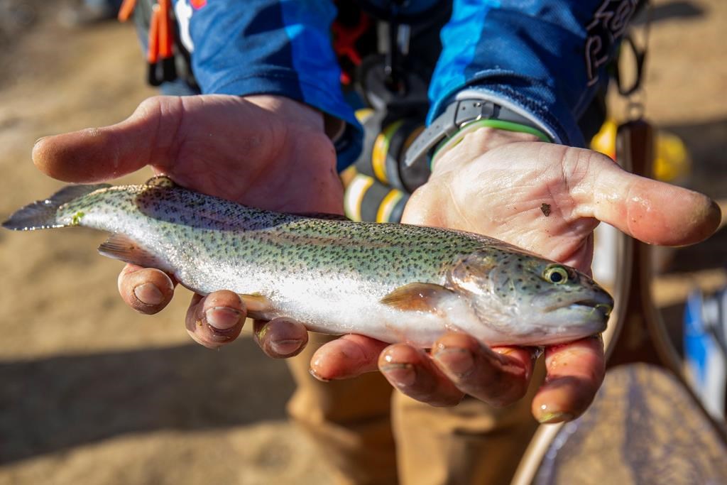 Québec lance une application pour identifier les poissons d'eau douce du Québec