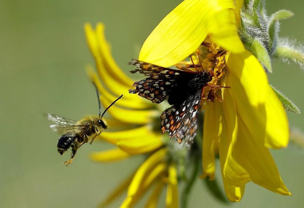L'Insectarium organise ce week-end une fête des pollinisateurs: «Les Butineries»
