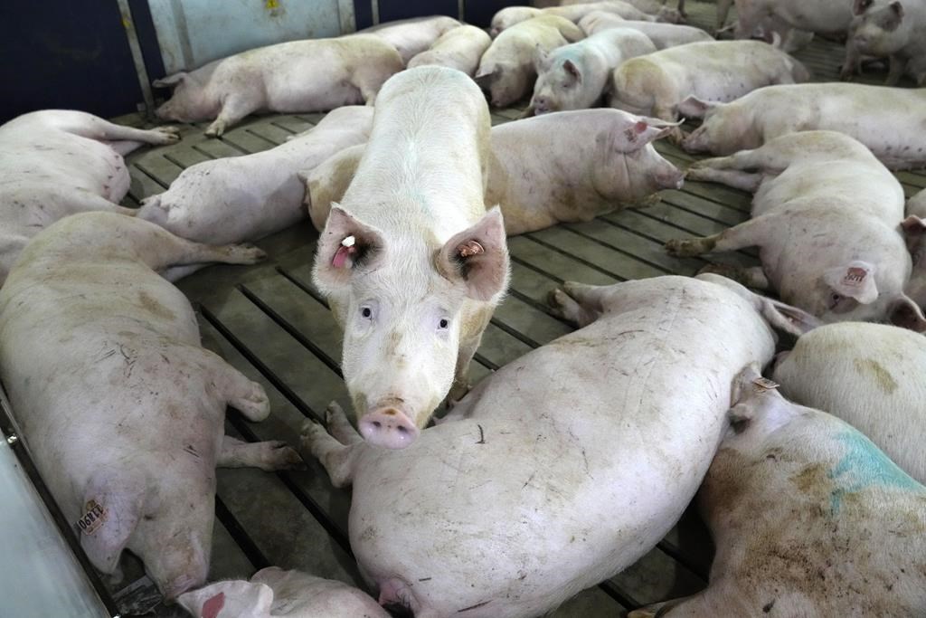 L'ARN de l'hépatite E trouvé dans des produits de foie de porc