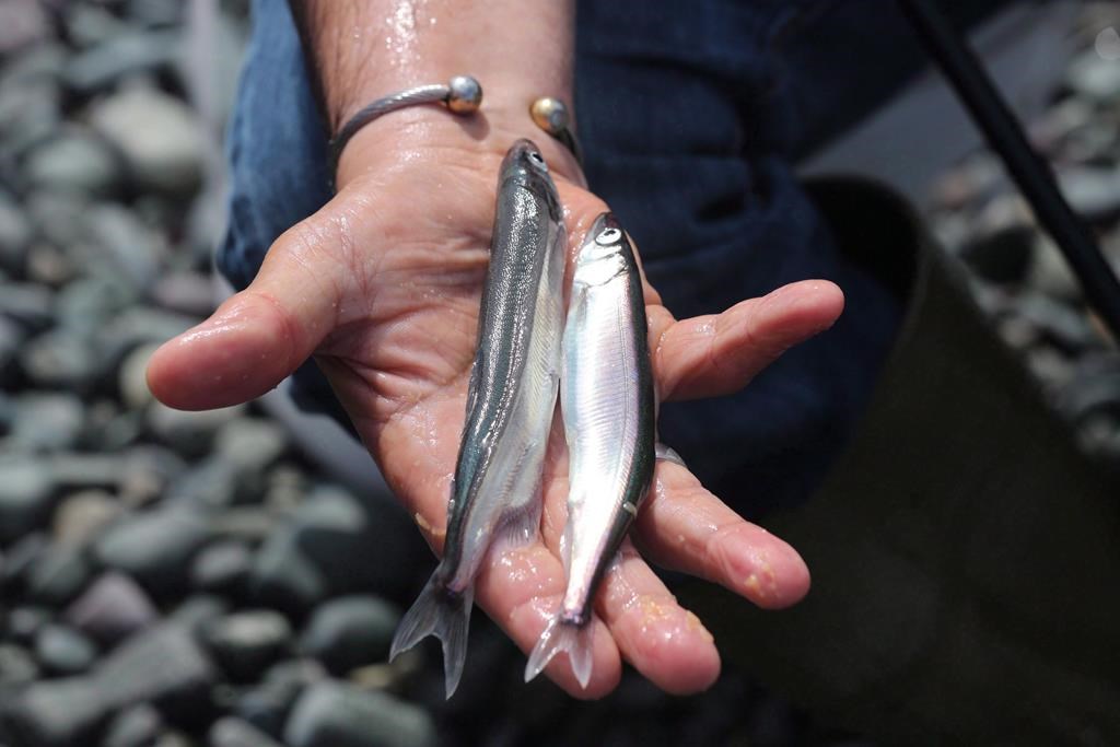 Un moratoire réclamé sur la pêche du capelan à Terre-Neuve-et-Labrador