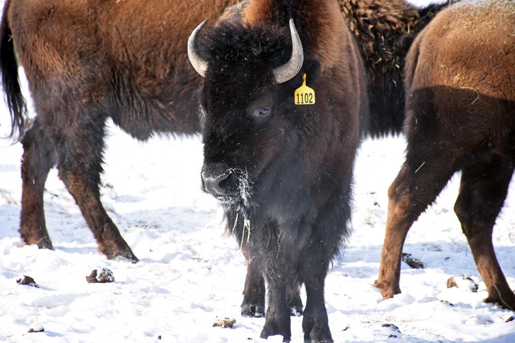 Les T.N.-O. confirment une épidémie d'anthrax chez les bisons