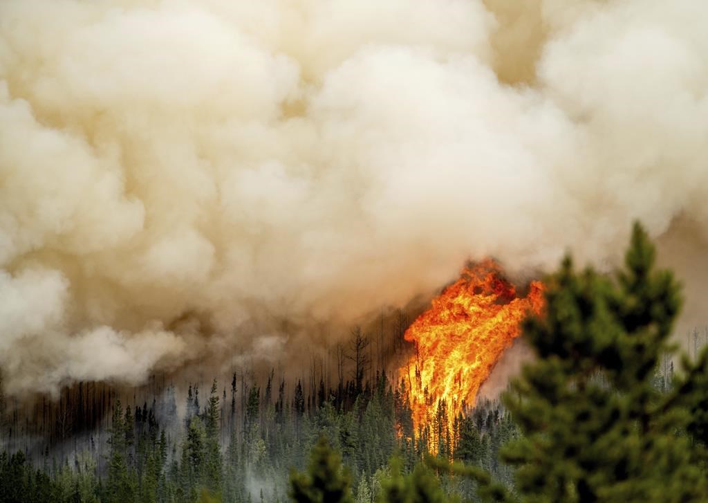 Une superficie de 100 000 kilomètres carrés a été brûlée par les incendies de forêt