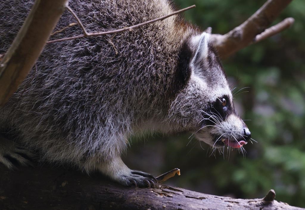 Québec met en garde 18 municipalités contre les ratons laveurs infectés par la rage