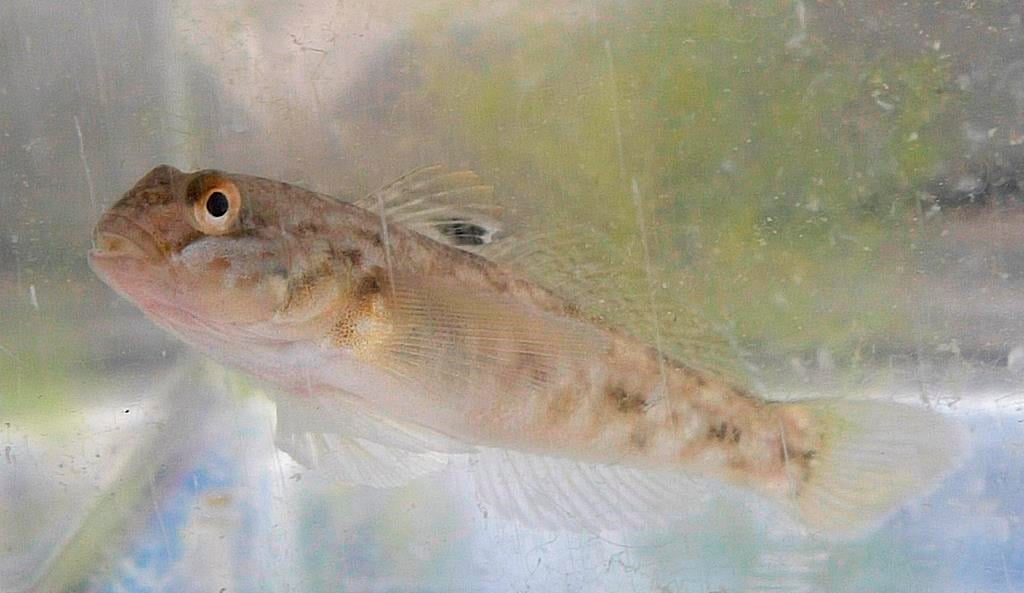 Le gobie à nez tubulaire, une nouvelle espèce envahissante aperçue au Québec