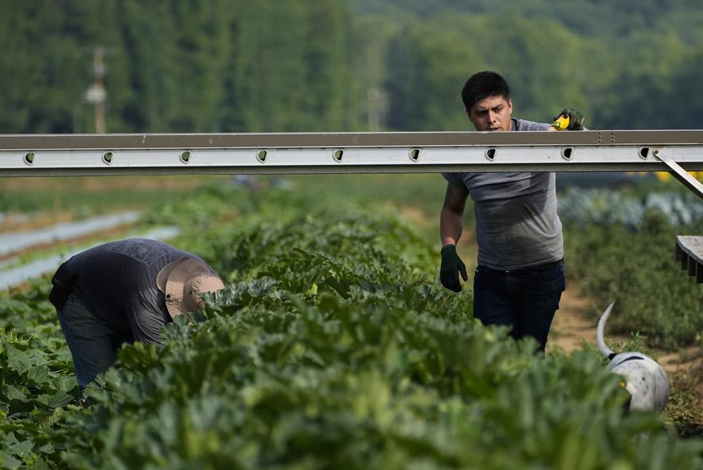 Intempéries et agriculture: pas encore la fin des haricots, mais...