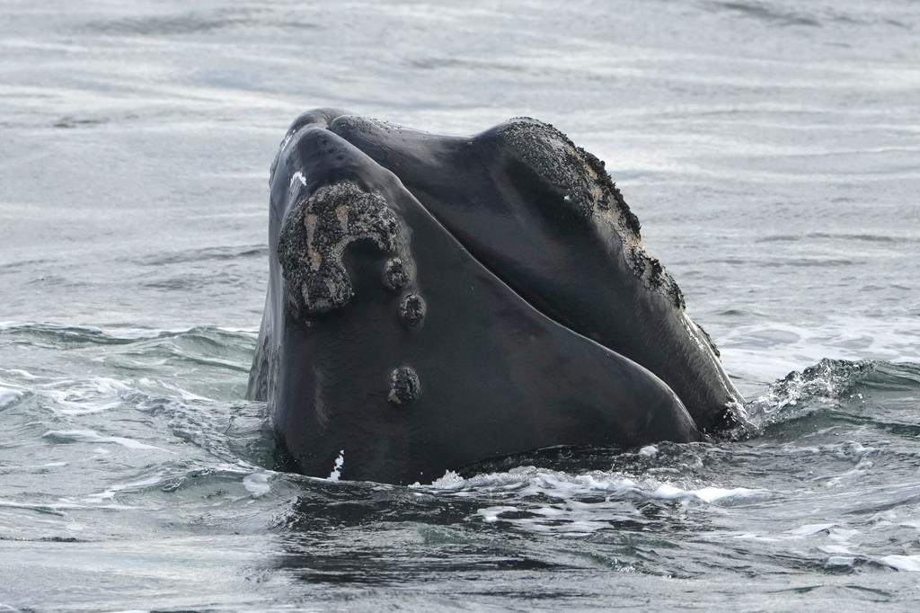 Une baleine noire empêtrée dans un engin de pêche a été vue dans le golfe samedi