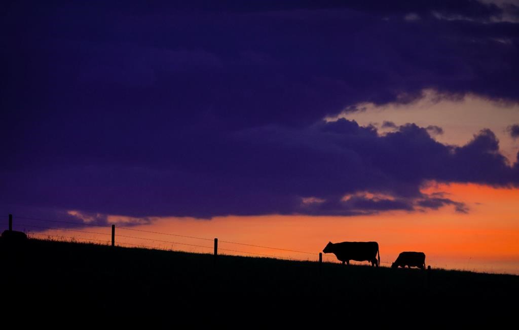 Des producteurs de viande canadiens s'opposent à l'adhésion du R.-U. au PTPGP