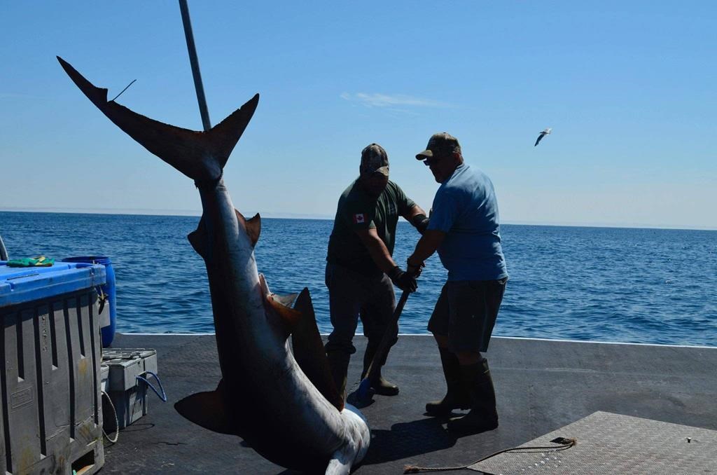 Les nouvelles règles du fédéral mettent fin aux tournois de pêche au requin en N.-É.
