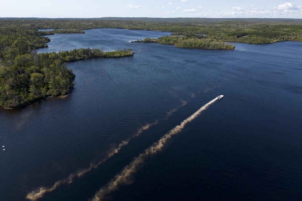 Un pesticide semble avoir été efficace pour éliminer d'un lac un poisson envahissant