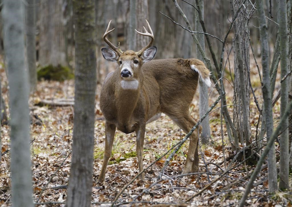 La Cour supérieure permet l'abattage de cerfs à l'arbalète à Longueuil