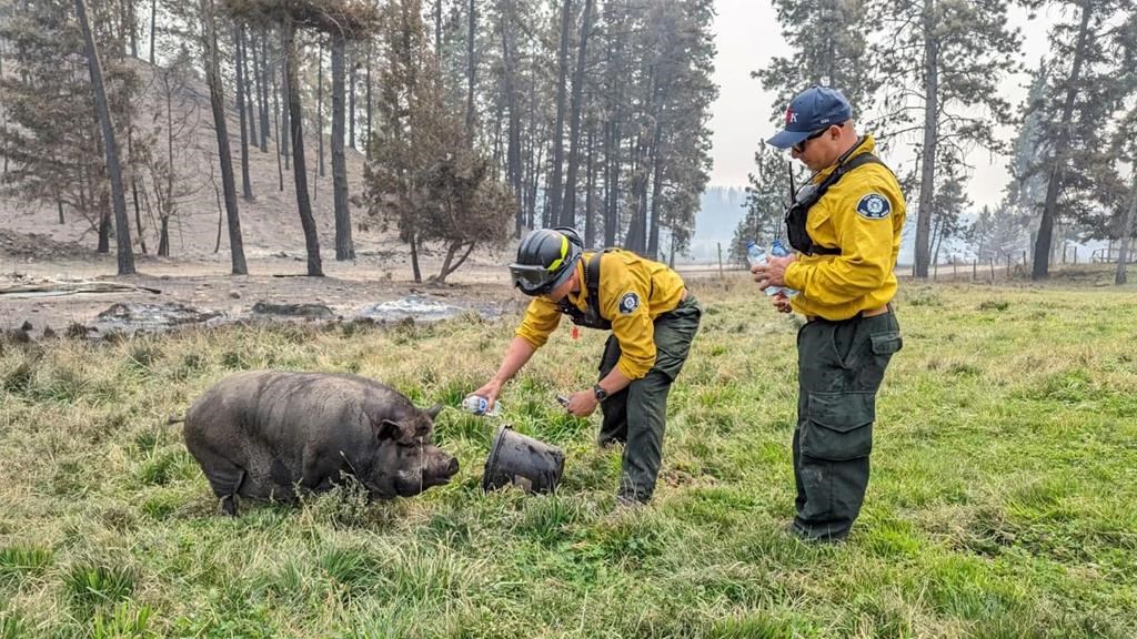 Poomba, une truie, survit à un incendie de forêt en Colombie-Britannique