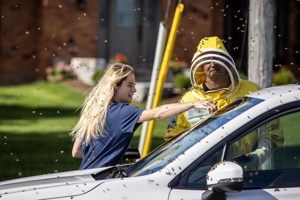 Cinq millions d'abeilles tombent d'un camion à Burlington