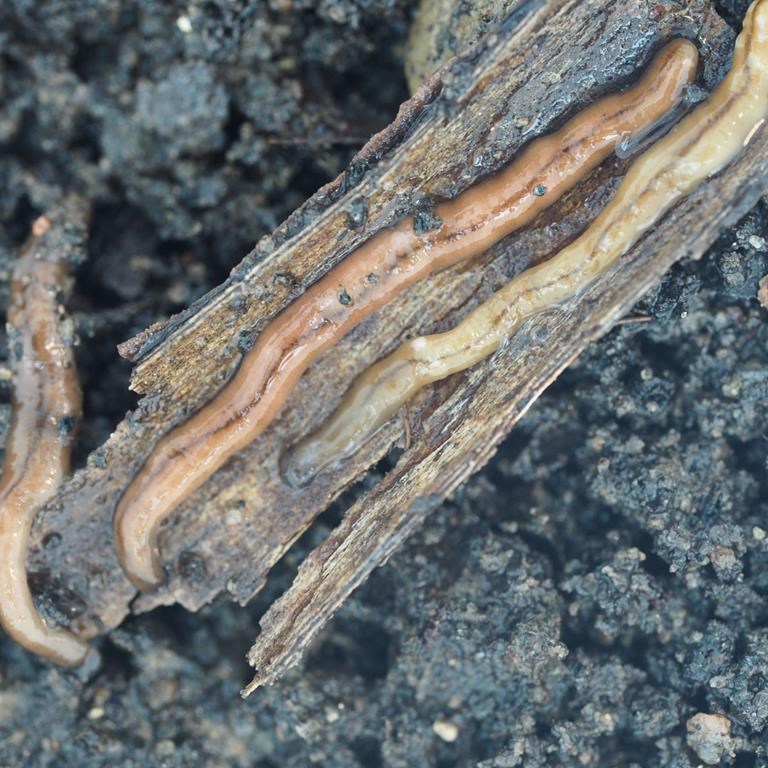 Des vers qui sécrètent une dangereuse toxine paralysante progressent à Montréal