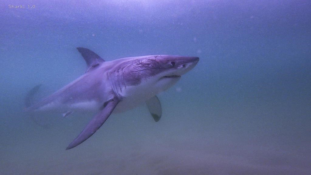 La population de grands requins blancs pourrait être en hausse