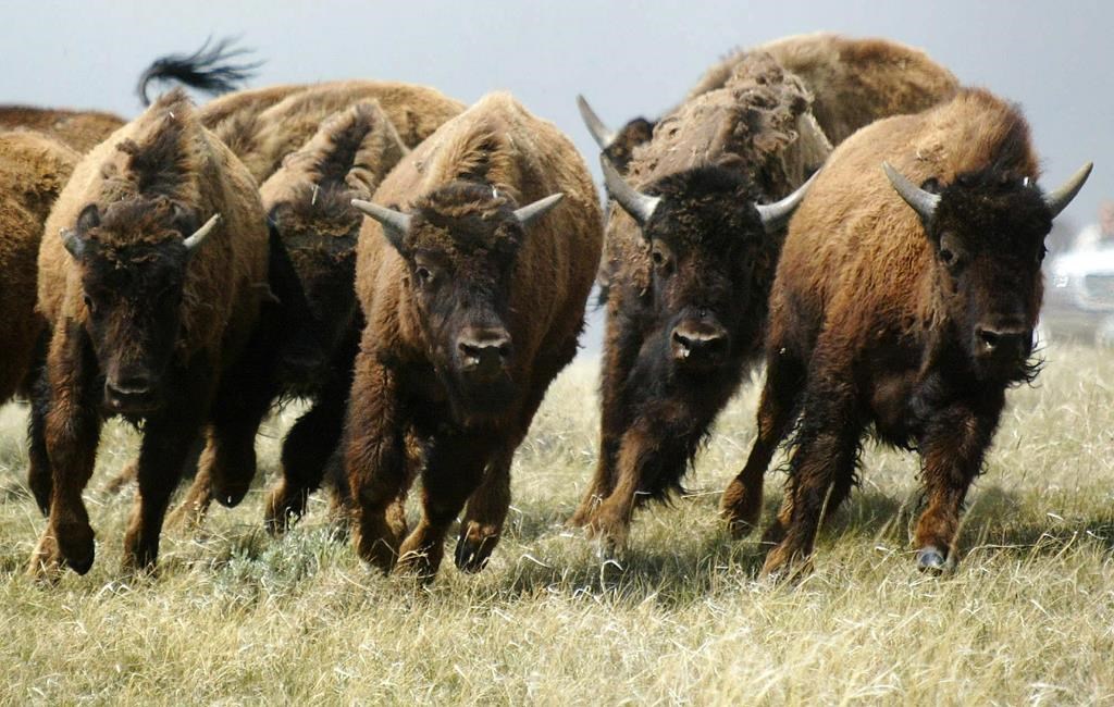 La perte des bisons affecte encore les communautés autochtones des Prairies