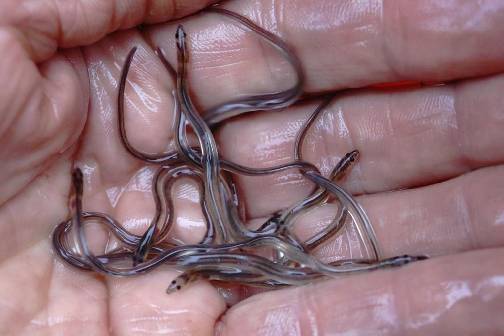La décision d'accès à la pêche à la civelle pour les Autochtones a été validée