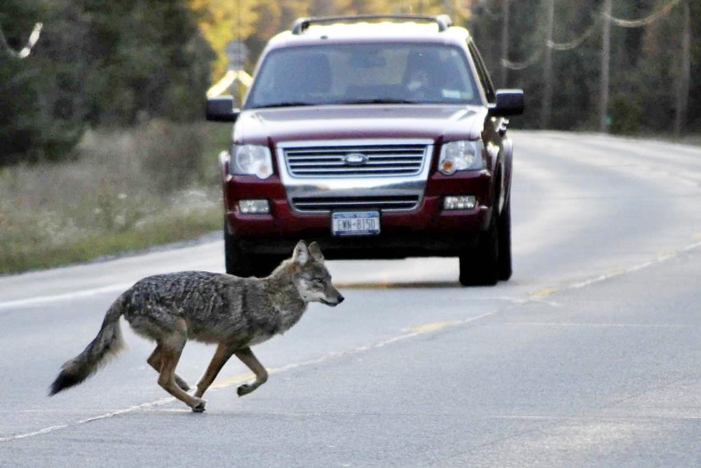 Un coyote dangereux abattu au Cap-Breton, un autre recherché par Parcs Canada