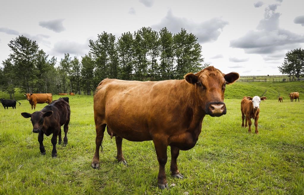 N.-É.: un couple indemnisé pour les dégâts causés des vaches errantes de ses voisins