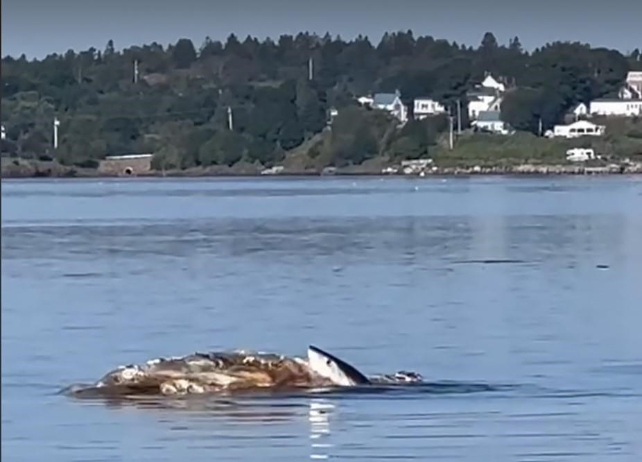 Un résidant du Maine filme un requin en train de dévorer la carcasse d'une baleine