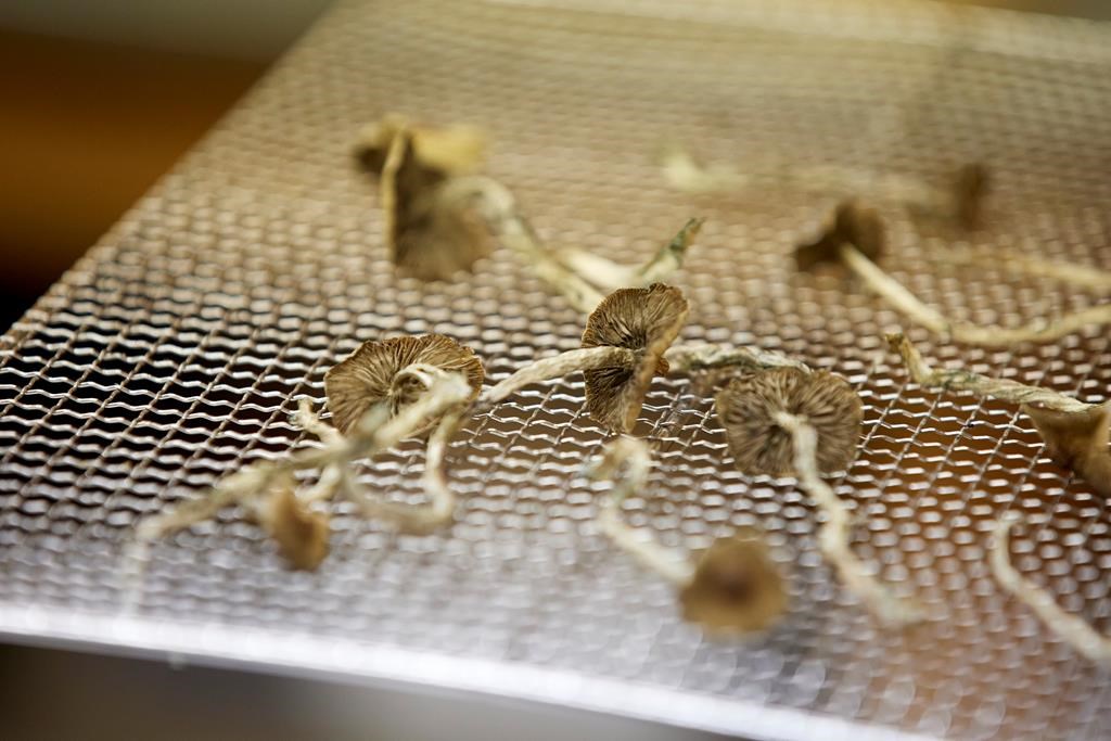 Des professionnels de la santé veulent faire élargir l'accès aux champignons magiques