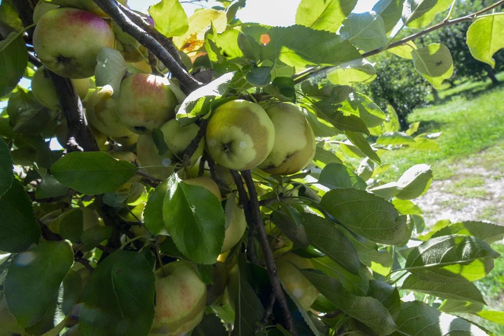 Les producteurs de pommes veulent adapter les vergers aux changements climatiques