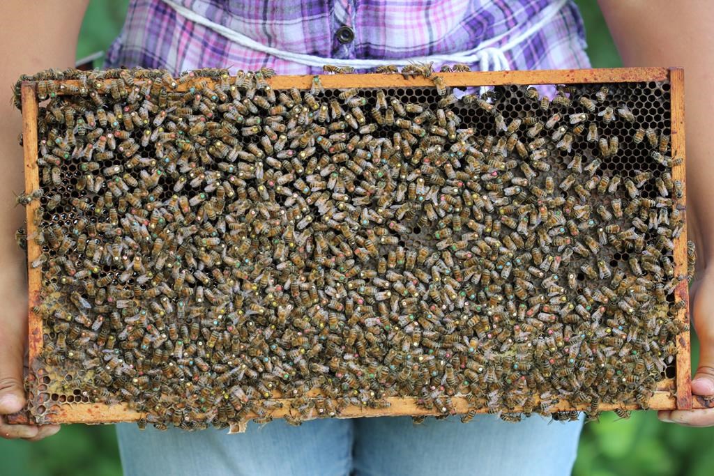 Un premier vaccin destiné aux abeilles mellifères a été approuvé pour le Canada