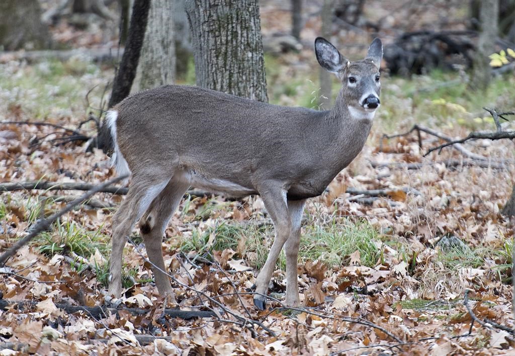 Longueuil peut procéder à l'abattage des cerfs au parc Michel-Chartrand