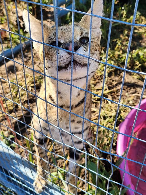 Un serval s'est échappé d'un sanctuaire animalier en Ontario