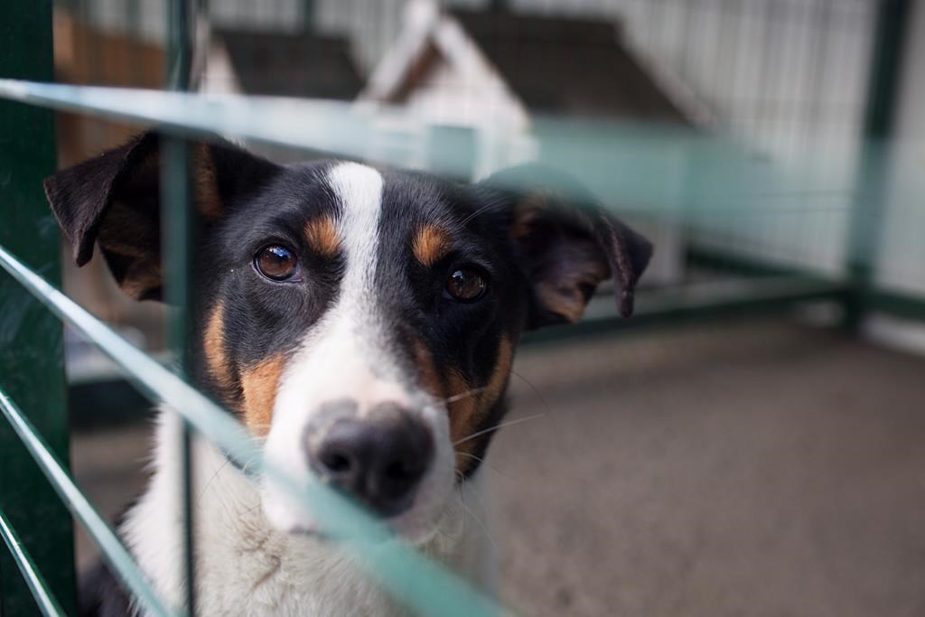 SPCA Montréal: pas de frais d'adoption d'un animal de compagnie ce lundi