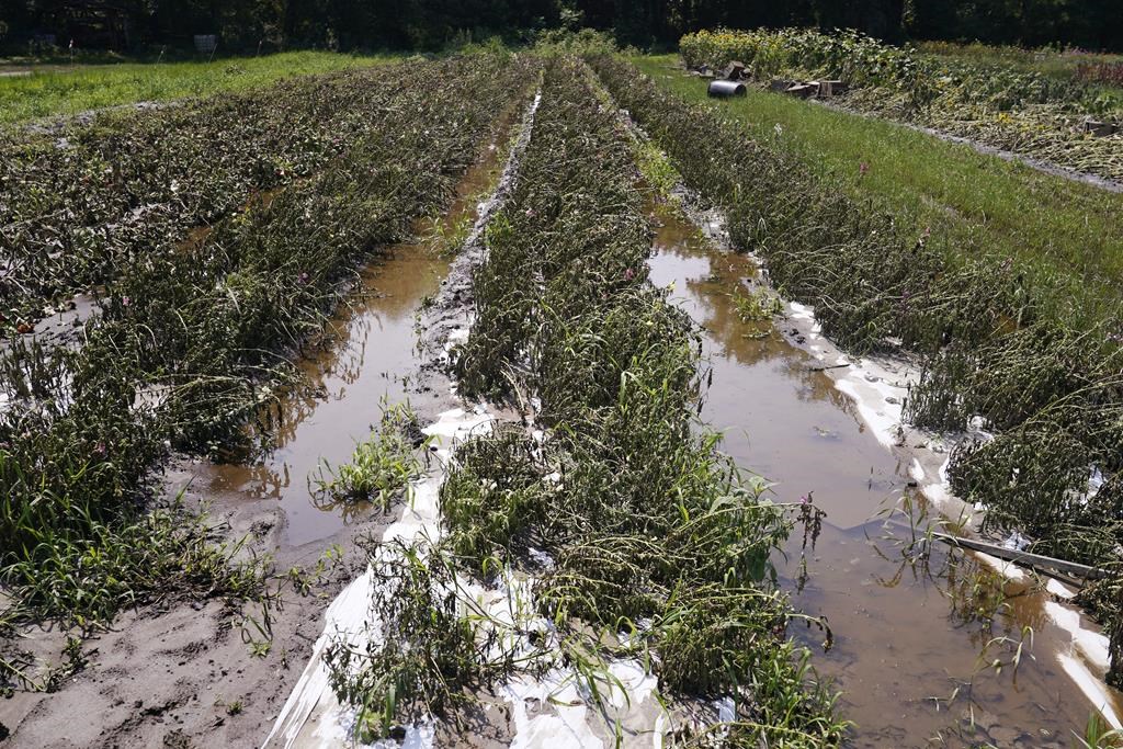 Les producteurs maraîchers se tournent de plus en plus vers d'autres cultures