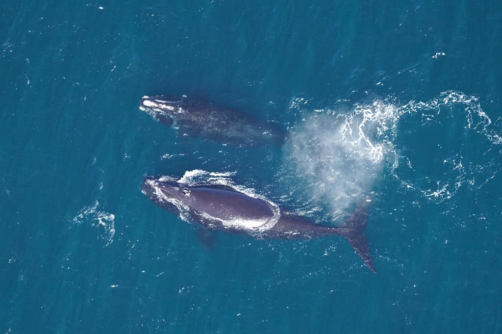 Après des années de déclin, la population de baleines noires semble se stabiliser